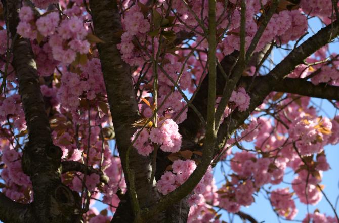 Tuinen met bloesembomen